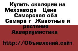 Купить скалярий на Мехзаводе › Цена ­ 50 - Самарская обл., Самара г. Животные и растения » Аквариумистика   